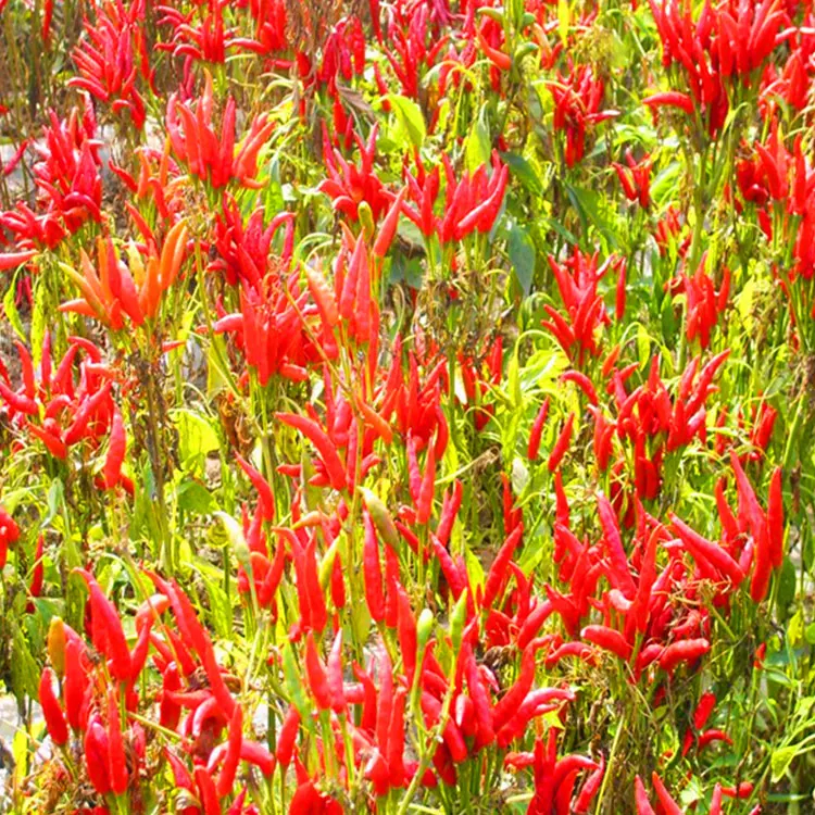 Aromatici e aromatici Asciugati all'aria Asciugati al sole Puri, naturali, rossi, dolci, peperoncino, con vitamina C