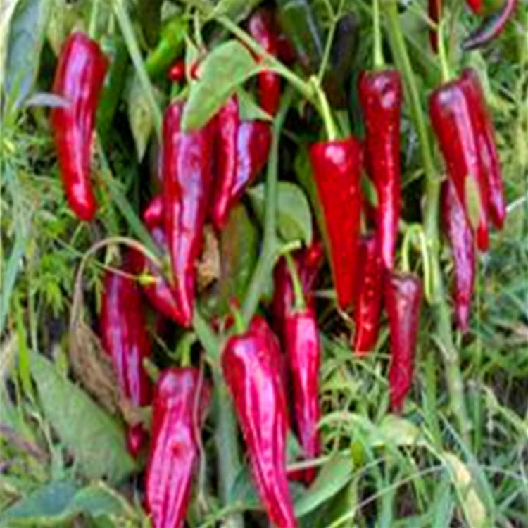 1 kg di chicchi di uccelli secchi con sapore piccante